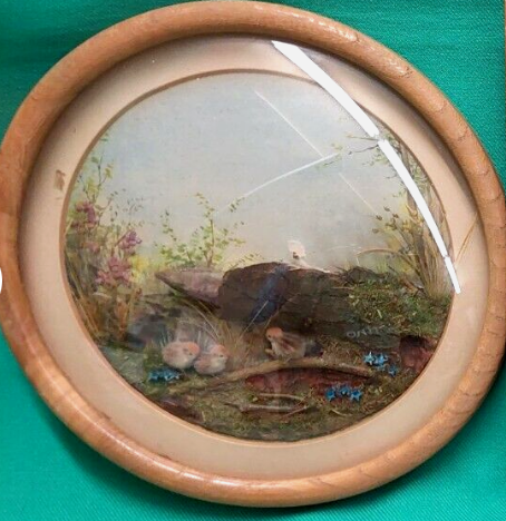 Common Partridge and Young (7-inch)
